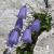 Campanula cochleariifolia Jingle Blue.jpg